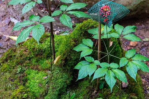 Nguồn gốc của Sâm Ngọc Linh Măng Bút