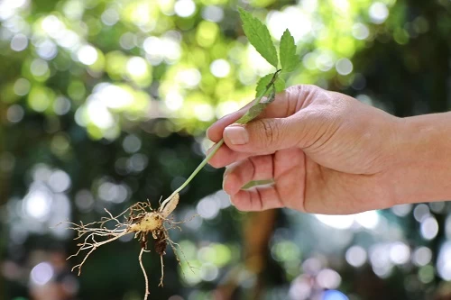 Tác dụng tuyệt vời của Sâm Ngọc Linh Măng Bút